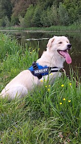 Maremma Tommy (geüpload door saartje)