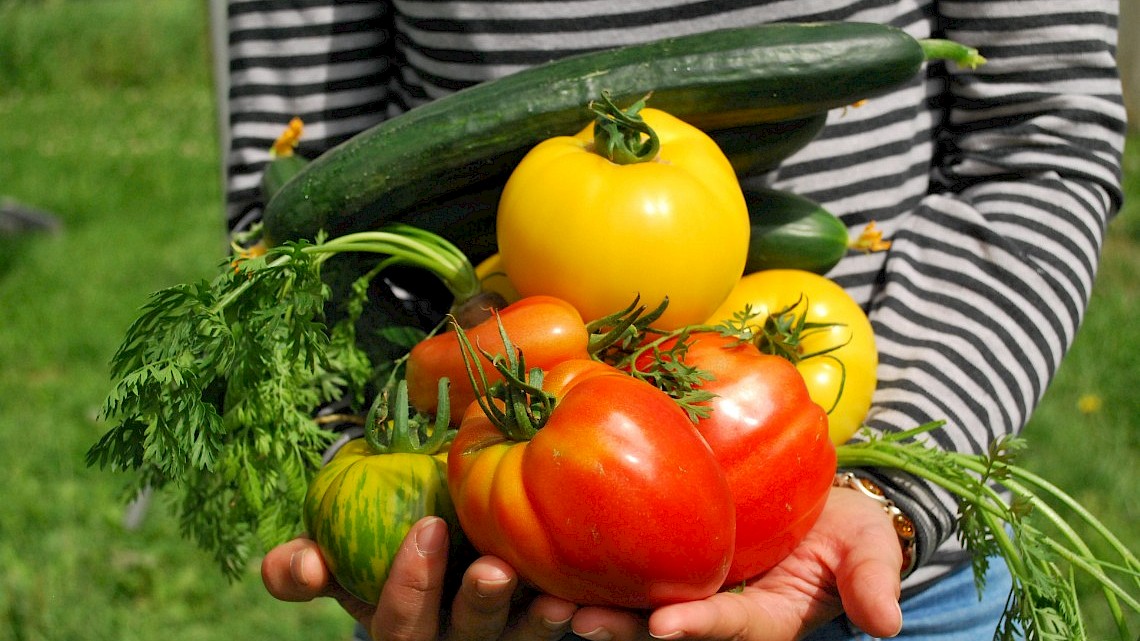 Moestuin in augustus. Zaaien en oogsten