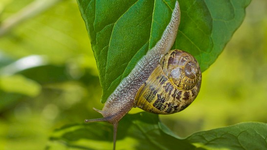 Slakken in de tuin