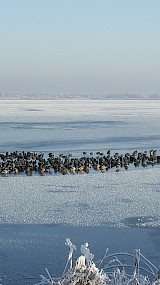 Meerkoeten in een wak in de Wieden bij Wanneperveen (geüpload door TvL)