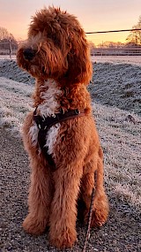 Een Irish Doodle bij zonsopgang in de vrieskou (geüpload door Otis)