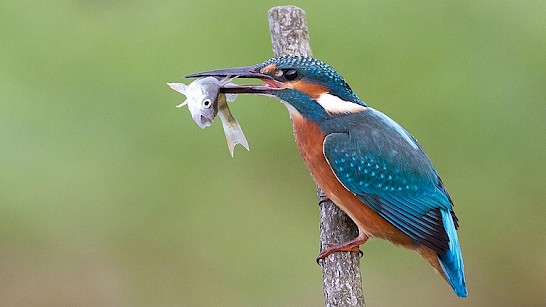 IJsvogel met vangst