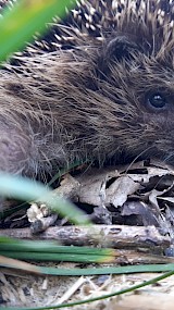 egel (geüpload door Saartje)