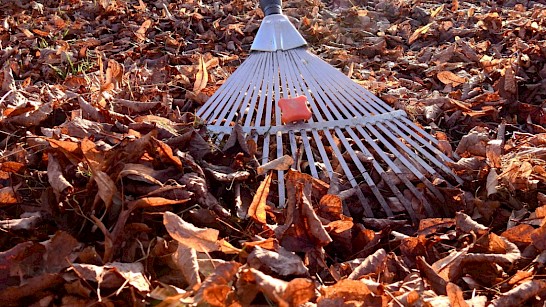 herfstbladeren